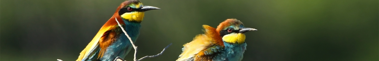 Réunion de clôture des Atlas de la biodiversité