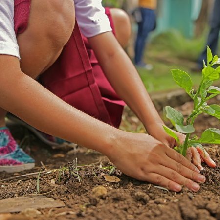 Aménagement du stade, report de la journée de plantations