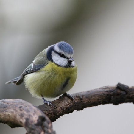 Sorties et Animations pour l'Atlas Biodiversité