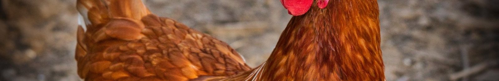 Influenza aviaire : opération d’abattage dans un élevage de poules pondeuses