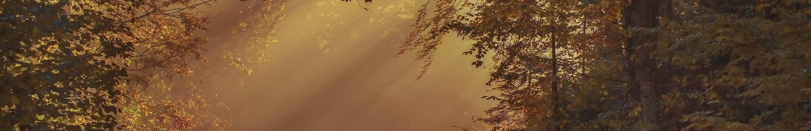 Débroussaillement aux abords de la RD33