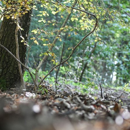 Matinée débroussaillage