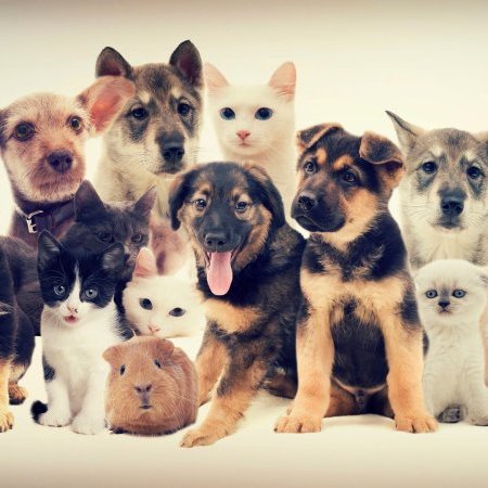 Rappel à la loi concernant les animaux