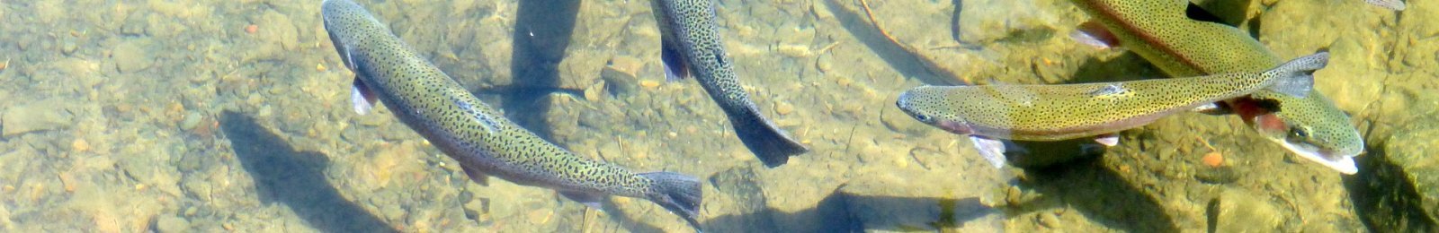 Règlementation de la pêche en eau douce