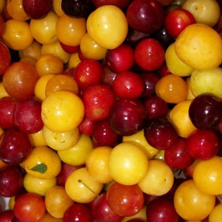 Calamités agricoles - Gel d'avril 2021 - Dépôt des dossiers
