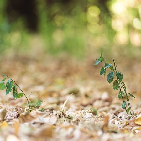 Sécheresse 2022 - Calamités agricoles pour perte de récolte sur prairies et (…)