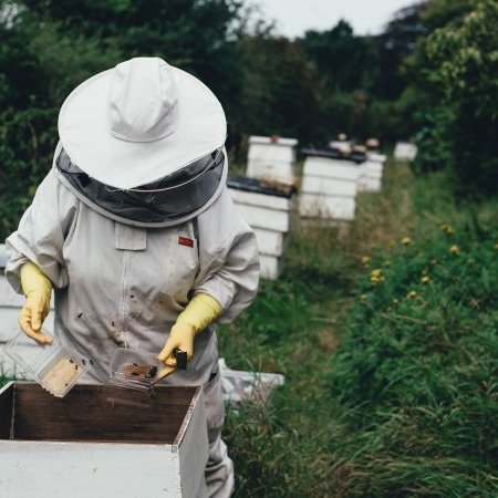 Présence de plusieurs foyers confirmés de loque américaine dans les ruchers de (...)