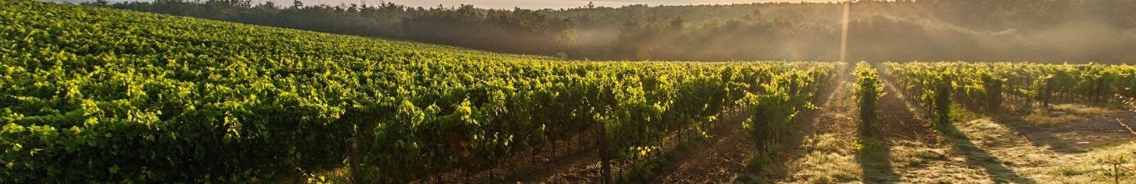 Campagne de prospection de la flavescence dorée de la vigne
