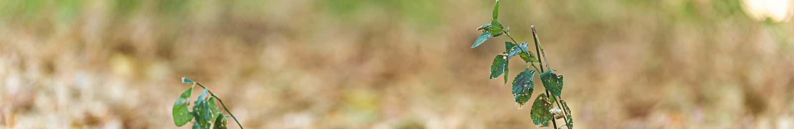 Sécheresse 2022 - Calamités agricoles pour perte de récolte sur prairies et parcours