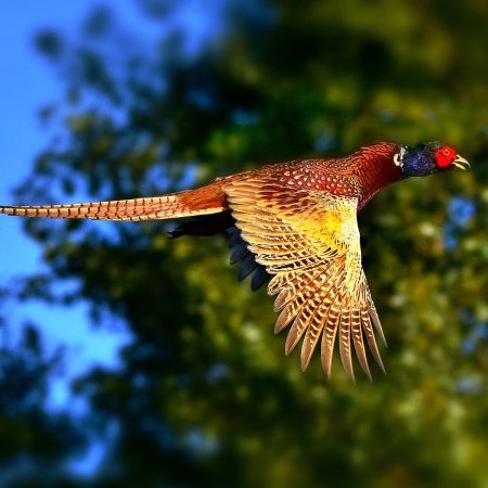 Ouverture et fermeture de la chasse 2021-2022