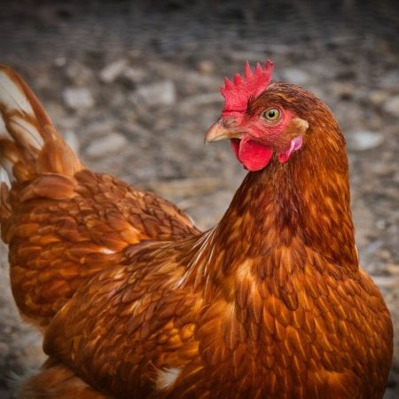Influenza aviaire : opération d'abattage dans un élevage de poules (...)