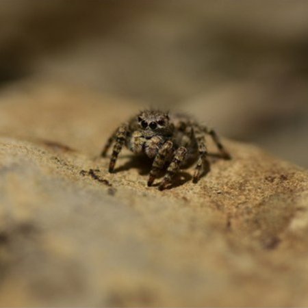 Inventaires participatifs des araignées à Viens et Puget : il reste des places !