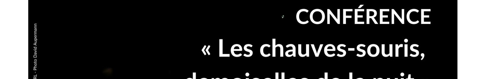 Conférence « Chauves-souris, demoiselles de la nuit »