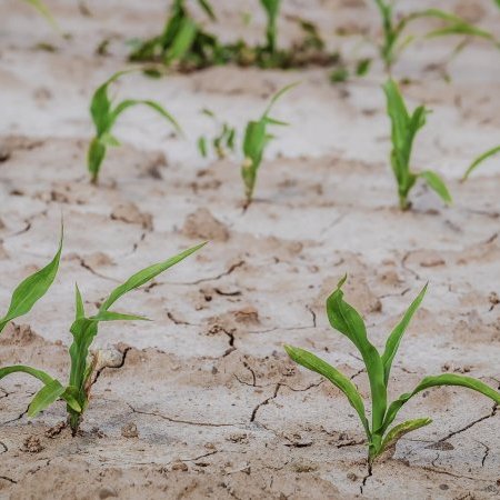 Restrictions des usages de l'eau sur les bassins versants du (...)