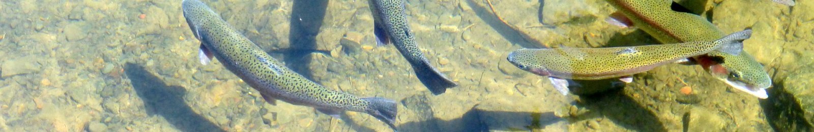 Règlementation de la pêche en eau douce