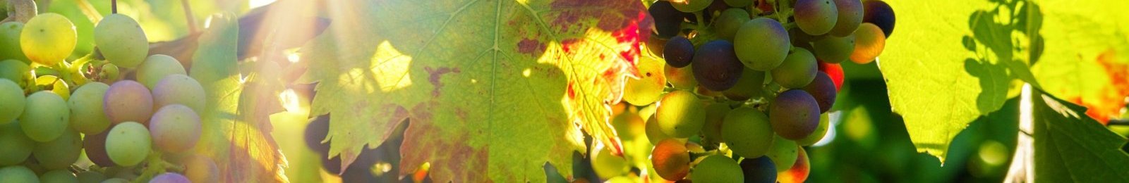 Campagne de dépôt des demandes d’indemnisation suite à des pertes de récoltes sur raisins de table