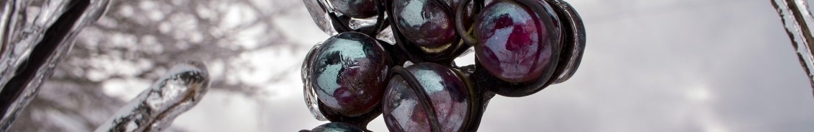 Calamités agricoles - Gel d’avril 2021 - Dépôt des dossiers Viticulture