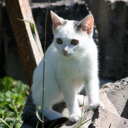 Malveillance envers les chats