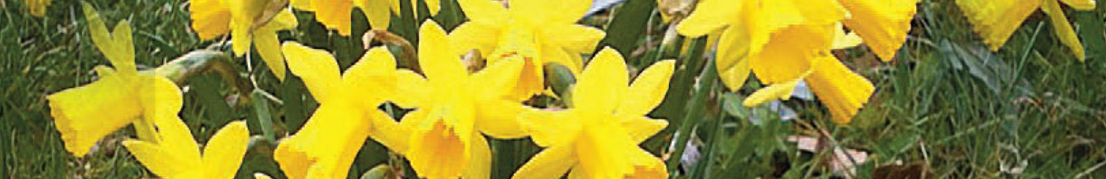 Rendez-vous de printemps