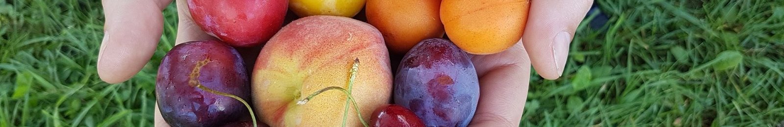 Dépôt des dossiers de demande gel avril 2021