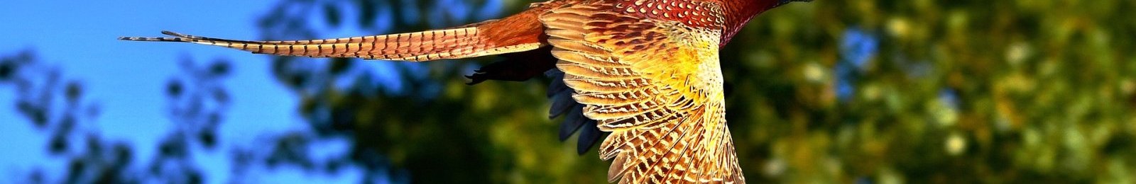 Ouverture et fermeture de la chasse 2021-2022