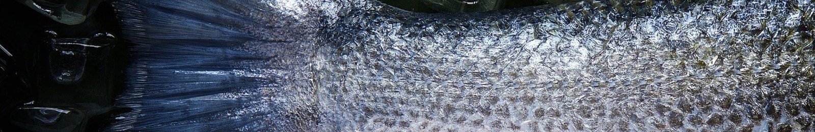 Un poissonnier les dimanches après-midi