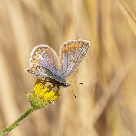 Lancement des Atlas de la biodiversité et de la géodiversité communales