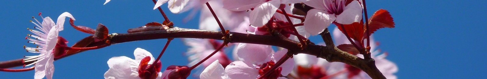 Ouverture du dispositif d’indemnisation exceptionnel pour les filières noix et cerise