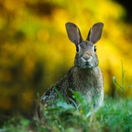 Modifications des dates de clôture de chasse
