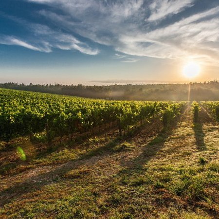 Modalités de lutte contre la flavescence dorée de la vigne
