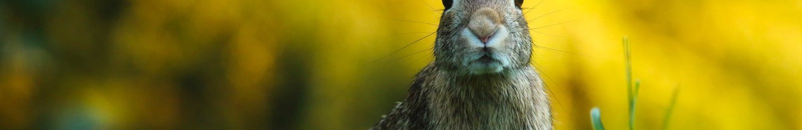 Modifications des dates de clôture de chasse