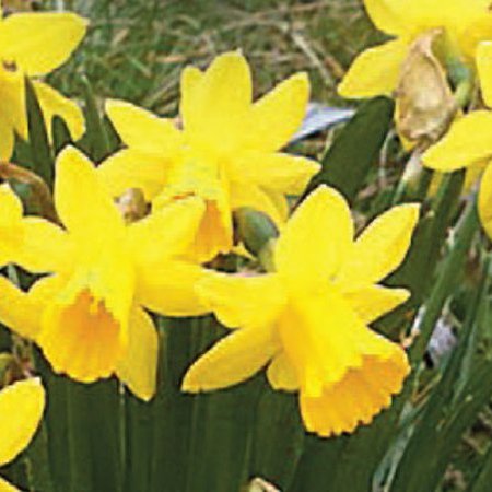 Rendez-vous de printemps