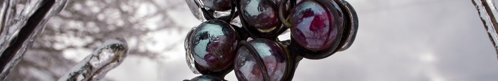 Calamités agricoles - Gel d’avril 2021 - Dépôt des dossiers Viticulture