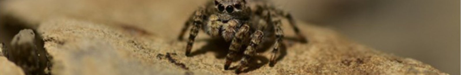 Inventaires participatifs des araignées à Viens et Puget : il reste des places !