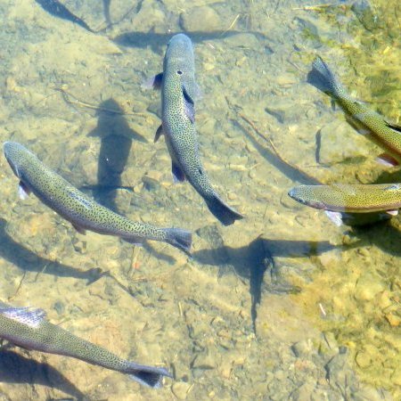 Règlementation de la pêche en eau douce