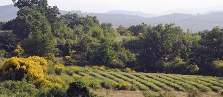 Accès aux massifs forestiers règlementé