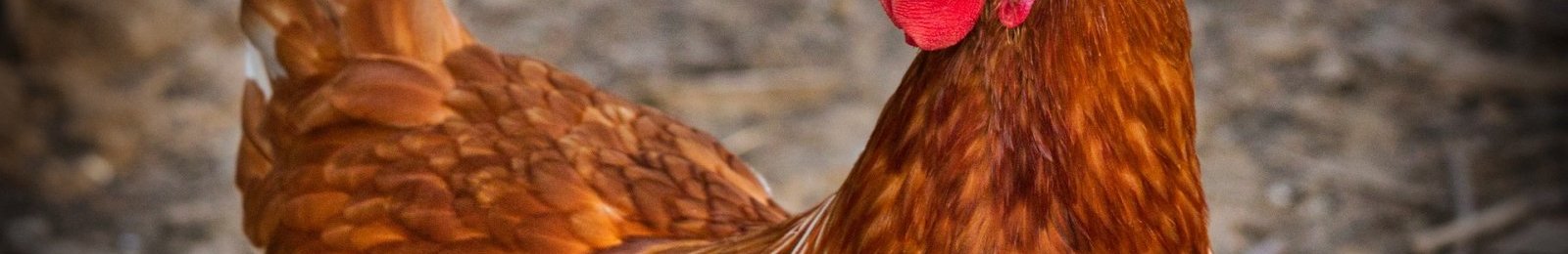 Influenza aviaire : opération d’abattage dans un élevage de poules pondeuses