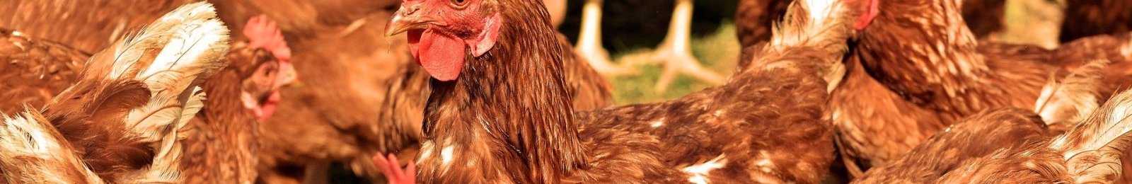 Relèvement du niveau de risque influenza aviaire