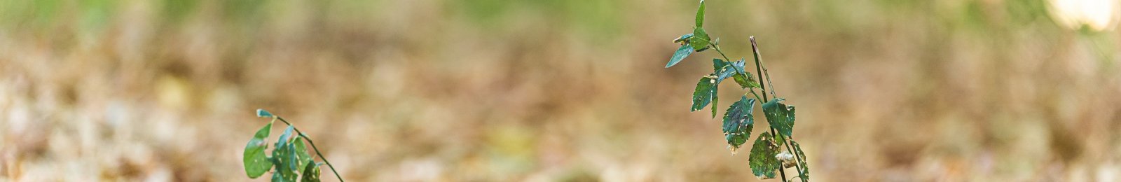 Sécheresse 2022 - Calamités agricoles pour perte de récolte sur prairies et parcours