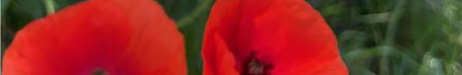 Rendez-vous aux jardins St-Hilaire