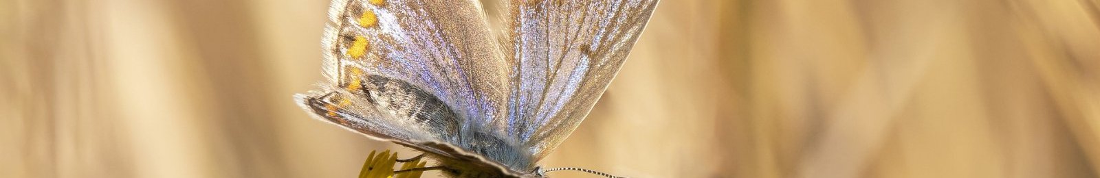 Lancement des Atlas de la biodiversité et de la géodiversité communales