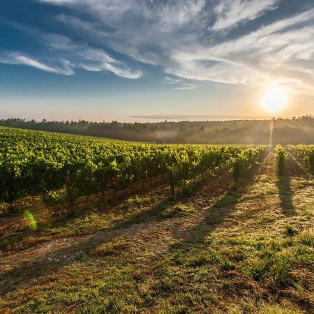 Campagne de prospection de la flavescence dorée de la vigne